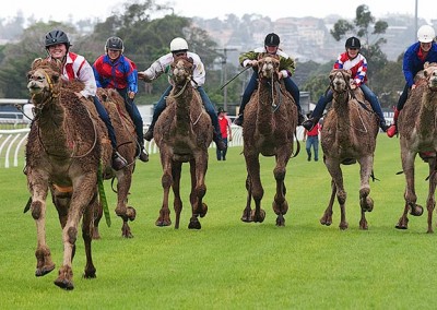 Camel Racing