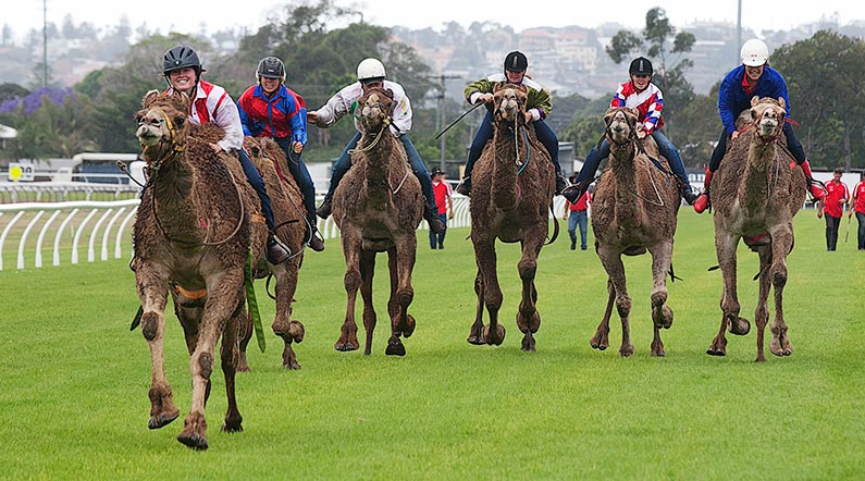 Camel Racing